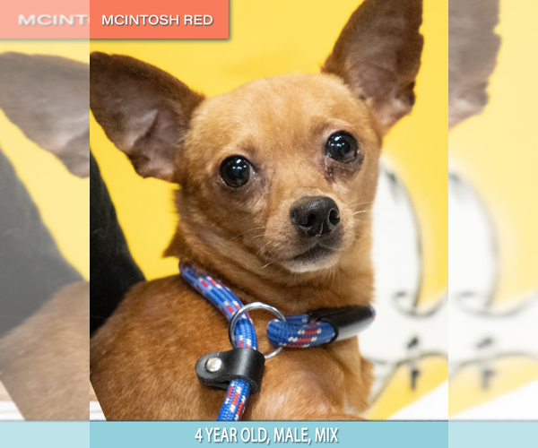 Medium Photo #1 Chipin Puppy For Sale in Studio City, CA, USA