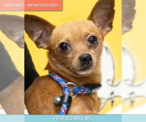 Chipin Dogs for adoption in Studio City, CA, USA