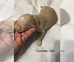 Small Photo #5 Goldendoodle Puppy For Sale in CEDAR HILL, TX, USA