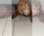 Small Photo #13 Goldendoodle Puppy For Sale in ADELANTO, CA, USA