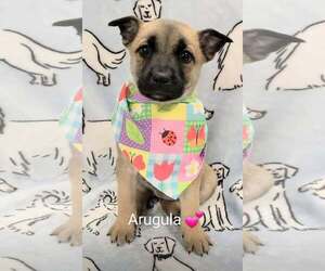 Shepradors Dogs for adoption in SHERBURNE, NY, USA