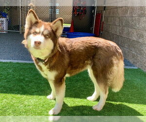 Siberian Husky-Unknown Mix Dogs for adoption in Moreno Valley, CA, USA