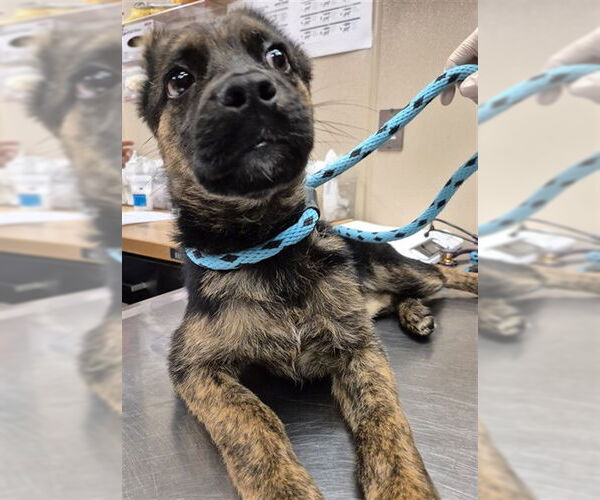 Medium Photo #1 German Shepherd Dog-Unknown Mix Puppy For Sale in Rancho Cucamonga, CA, USA