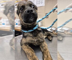 German Shepherd Dog-Unknown Mix Dogs for adoption in Rancho Cucamonga, CA, USA