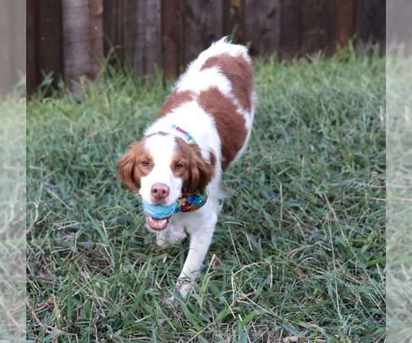 Medium Photo #4 Brittany Puppy For Sale in Curwensville, PA, USA