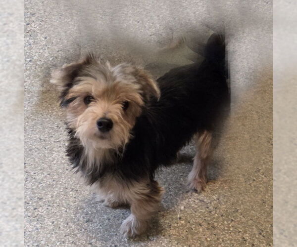 Medium Photo #2  Puppy For Sale in , 