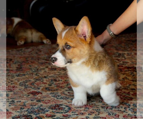 Medium Photo #14 Pembroke Welsh Corgi Puppy For Sale in FAIR GROVE, MO, USA