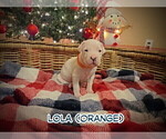 Small Photo #23 Dogo Argentino Puppy For Sale in MODESTO, CA, USA