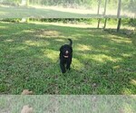 Small Photo #29 Aussiedoodle Puppy For Sale in CONWAY, SC, USA