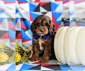 Cock-A-Poo Puppy for sale in NOTTINGHAM, PA, USA