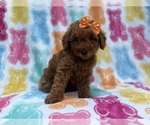 Ansley - Female Cavapoo (Miniature) Puppy for Sale - Photo #2