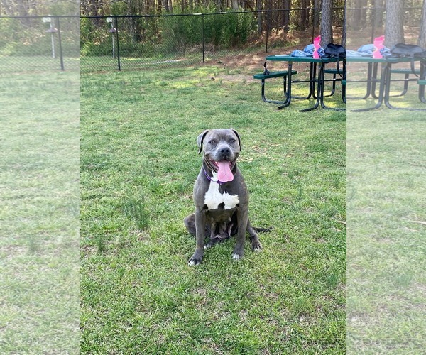 Medium Photo #2 American Pit Bull Terrier-Labrador Retriever Mix Puppy For Sale in Holly Springs, NC, USA