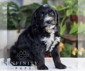 Bernedoodle (Miniature) Puppy for sale in EAST EARL, PA, USA