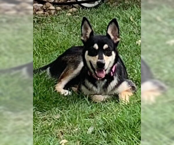 Medium Photo #1 German Shepherd Dog-Unknown Mix Puppy For Sale in San Antonio, TX, USA