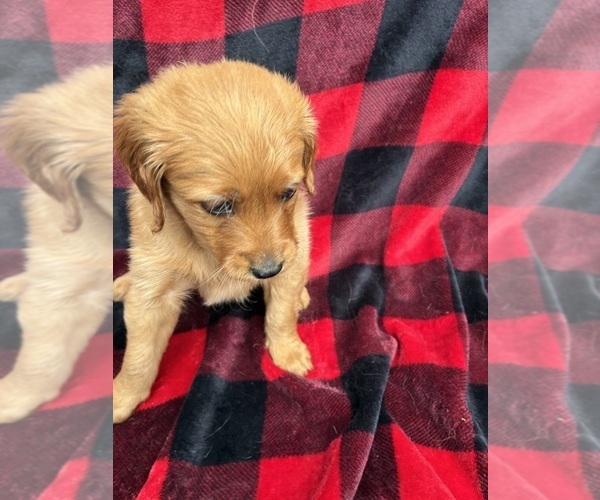 Medium Photo #5 Golden Labrador-Goldendoodle Mix Puppy For Sale in GROVE CITY, OH, USA