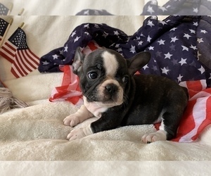 French Bulldog Puppy for sale in JOHNS ISLAND, SC, USA