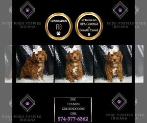 Goldendoodle (Miniature) Puppy for sale in WARSAW, IN, USA