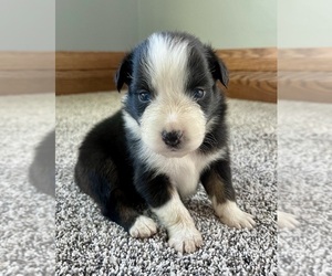 Australian Shepherd Puppy for sale in LODA, IL, USA