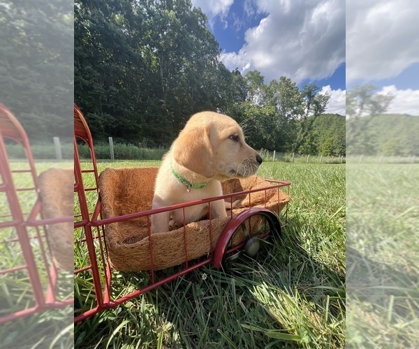 Medium Photo #3 Labrador Retriever Puppy For Sale in NEOLA, WV, USA