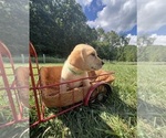Small Photo #3 Labrador Retriever Puppy For Sale in NEOLA, WV, USA