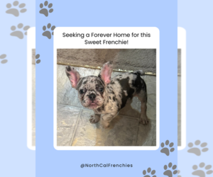 French Bulldog Puppy for sale in SACRAMENTO, CA, USA
