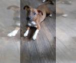 Small Mutt