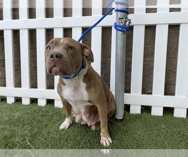 Medium Photo #1 Mutt Puppy For Sale in Modesto, CA, USA