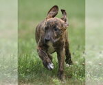 Small #2 Plott Hound Mix