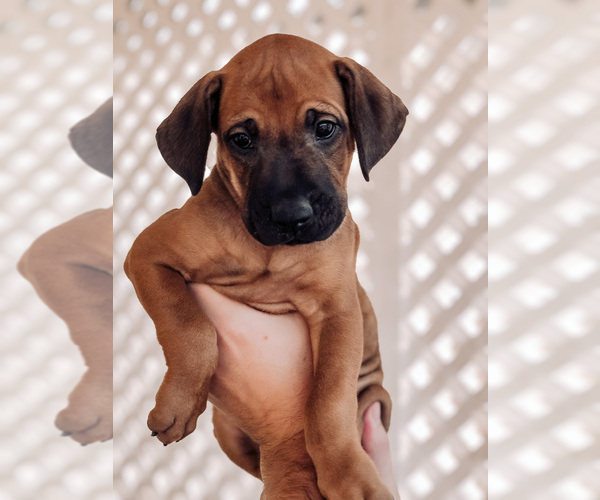 Medium Photo #1 Rhodesian Ridgeback Puppy For Sale in OAK GLEN, CA, USA