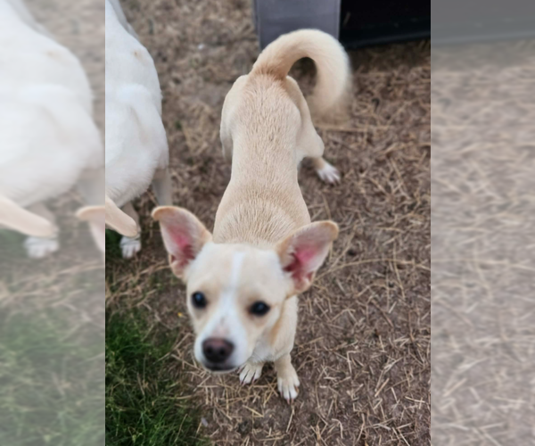 Medium Photo #2 Chihuahua-Unknown Mix Puppy For Sale in Cranston, RI, USA