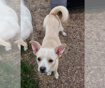 Small #1 Chihuahua Mix