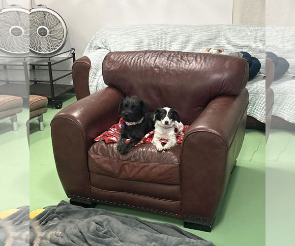 Medium Photo #4 Mutt Puppy For Sale in phoenix, AZ, USA