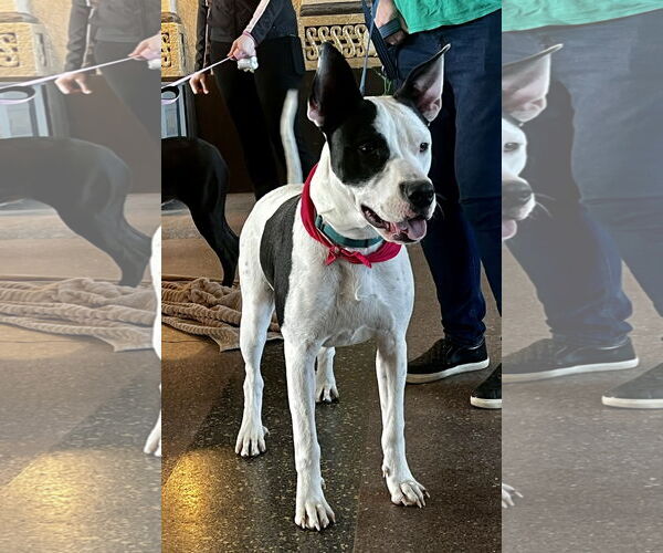 Medium Photo #16 Bullypit Puppy For Sale in Oakhurst, NJ, USA