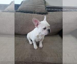 French Bulldog Puppy for sale in ADAMS CITY, CO, USA