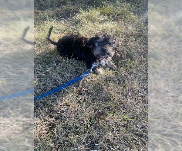 Medium Photo #2 Havanese Puppy For Sale in Brooklyn Center, MN, USA