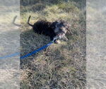 Small #1 Havanese