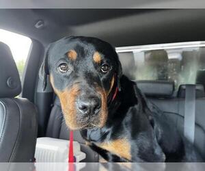 Rottweiler-Unknown Mix Dogs for adoption in Grand Prairie, TX, USA