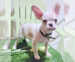 Small #3 Faux Frenchbo Bulldog