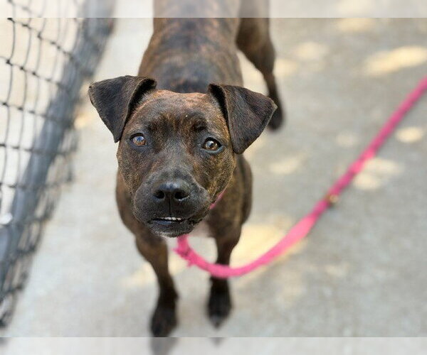 Medium Photo #2 Mutt Puppy For Sale in Tulsa, OK, USA