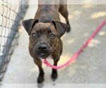 Small Photo #2 Mutt Puppy For Sale in Tulsa, OK, USA