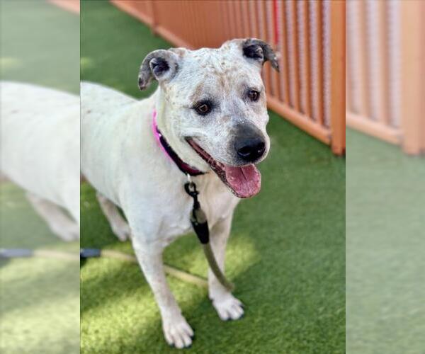 Medium Photo #2 Mutt Puppy For Sale in Las Vegas, NV, USA