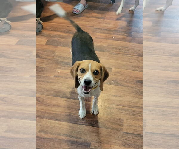 Medium Photo #4 Beagle Puppy For Sale in Las Vegas, NV, USA