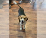 Small #3 Beagle