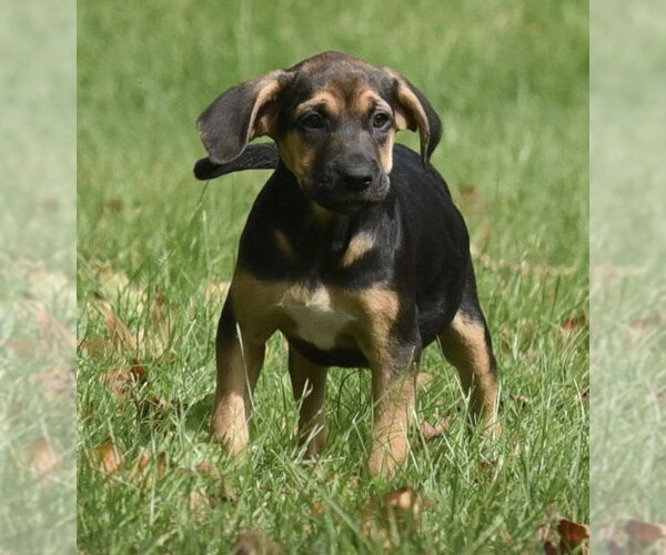 Medium Photo #3 Australian Shepherd-Unknown Mix Puppy For Sale in Mechanicsburg, PA, USA