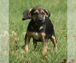 Small Photo #3 Australian Shepherd-Unknown Mix Puppy For Sale in Mechanicsburg, PA, USA