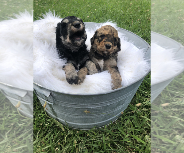 Medium Photo #8 Poodle (Standard)-Pyredoodle Mix Puppy For Sale in TRENTON, GA, USA