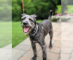 Small Poodle (Standard) Mix