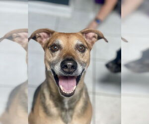 Mutt Dogs for adoption in Mount Laurel, NJ, USA
