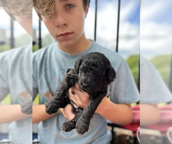 Medium Photo #6 Goldendoodle Puppy For Sale in CHAMPION, NC, USA
