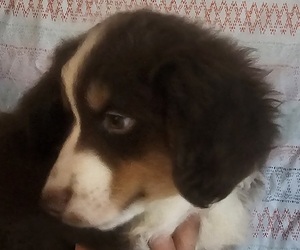 Medium Miniature American Shepherd